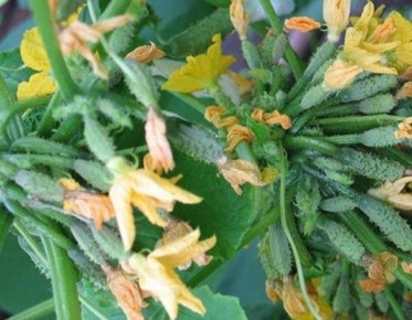 ������ ������ �� �����: �������� ������� � ������ �� �����