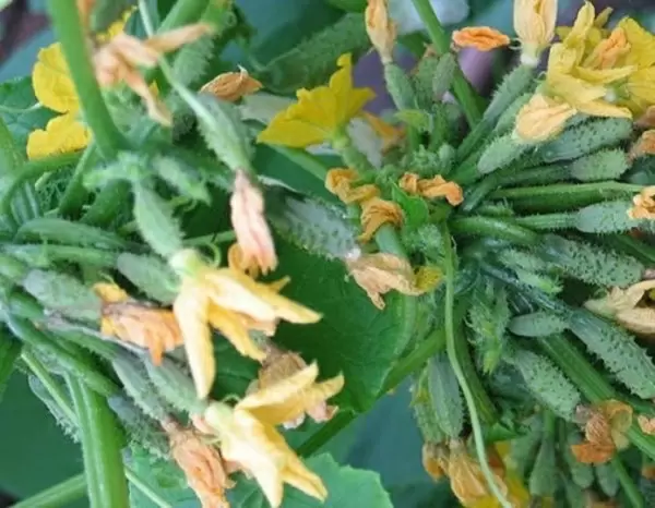 Почему огурцы не зреют: основные причины и советы по уходу