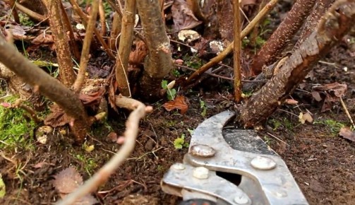 Заботьтесь о смородине осенью: секреты богатого урожая в следующем сезоне