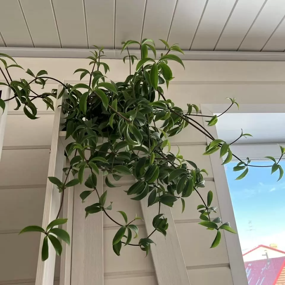 Пеперомия мутовчатая: идеальная находка для занятых любителей комнатных растений