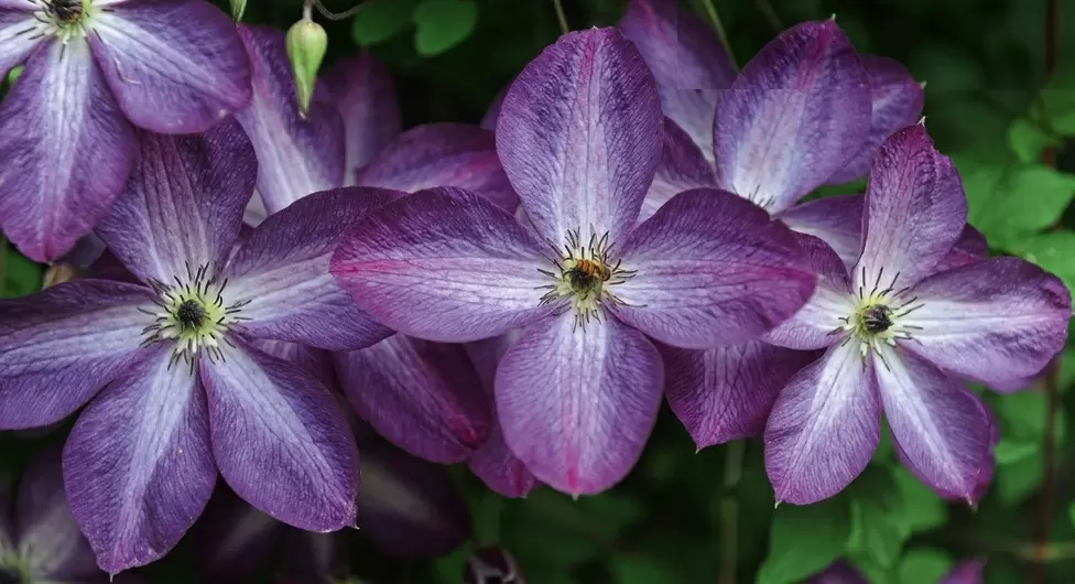 Клематисы: очарование крупноцветковых сортов для вашего сада
