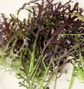 ������: ����������� ������ ��� ������ �������