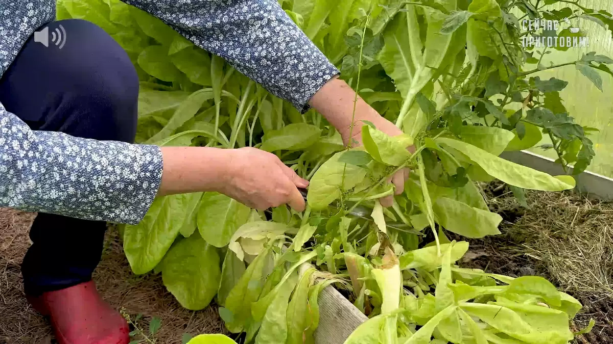 Как заготовить свежий салат на зиму: три простых способа