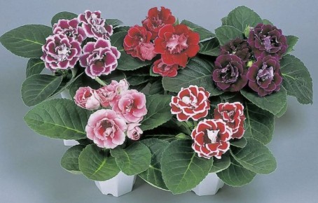 Глоксиния в домашних условиях: мастера делятся секретами успешного посева