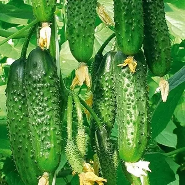 Огурец хит сезона: ранние хрустящие плоды без опыления