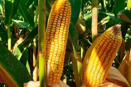 �������� �������: ����������� � ������� ��������� ������