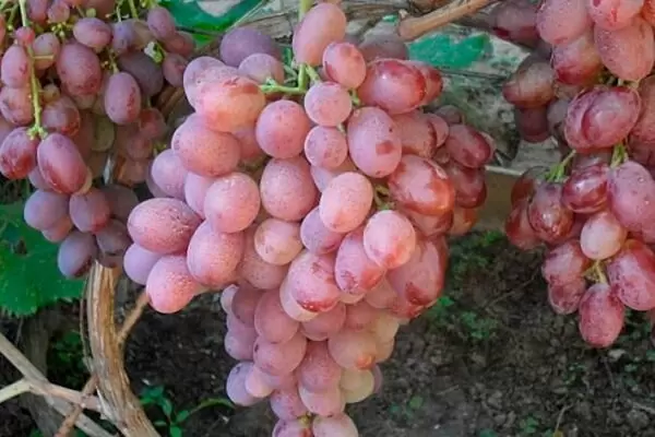 Гибридный виноград Мастер: новый фаворит для любителей сладких ягод