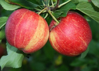 ������ "����": ������� ��� ��� ������ ����