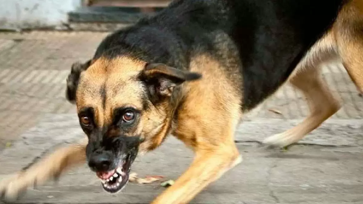 Питомцы и скрытые угрозы: как защитить себя от болезней, передаваемых домашними животными