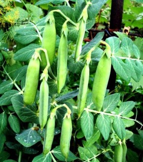 ������� ��������� ����������� ������ ������