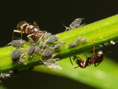 ��� ���������� ���������� �� �������� �� ����� �������: ������� ������