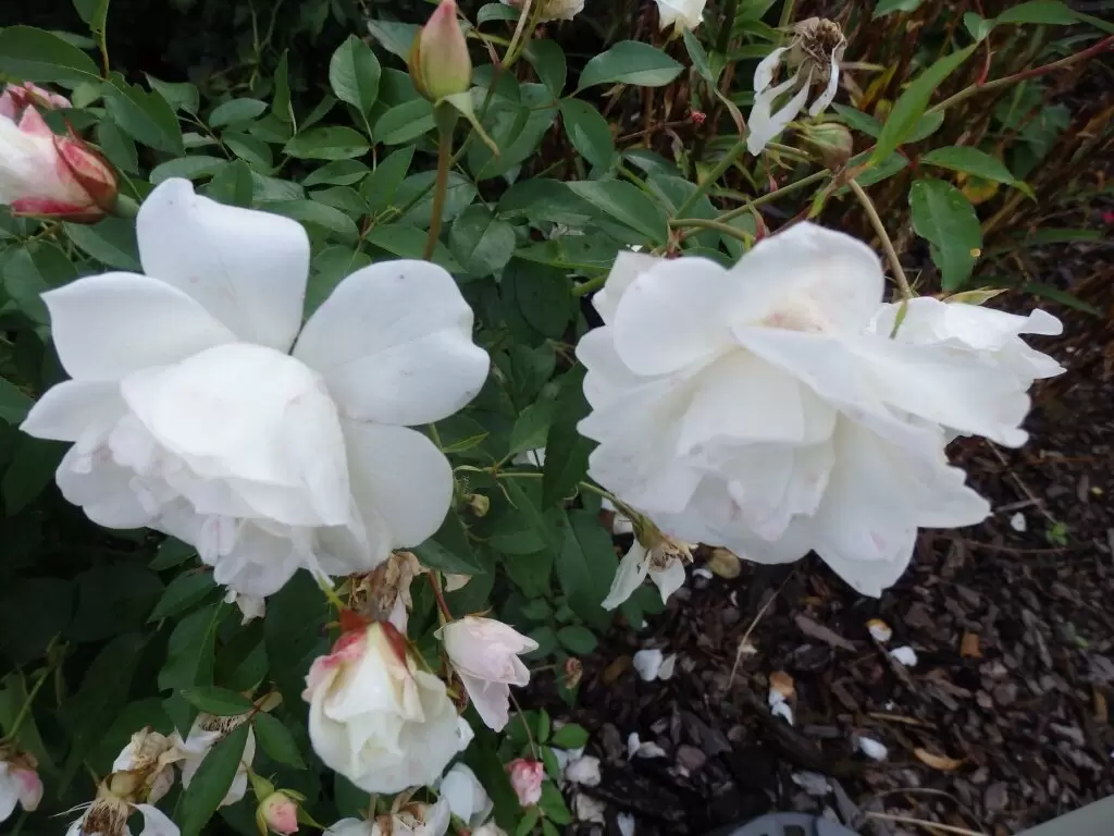 Розы флорибунда: как выбрать сорт, посадить и ухаживать за цветами мечты