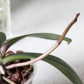 5 ��������, ��� ������� ���, ����� ���� ������� �������