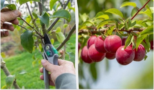 ������� ������� ������� ����� ��� ������� ������