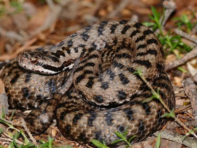 ������ � ����� ����: ������� �� ������� �������