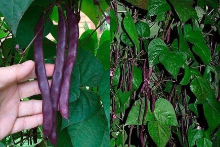 ������ ������ �������� �������� ����������� ������