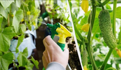 ��� �������� ����� �������: ������ ��� ��������