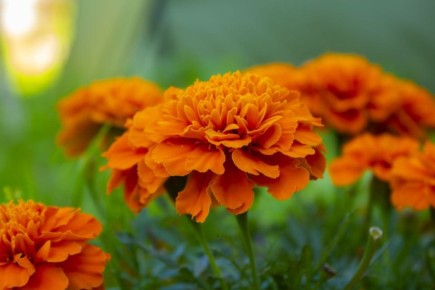 ��� �����? ������� ������� ����������� ����