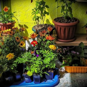 ��� ������� ������������� �������� ��� ����: ���� �������� ���������