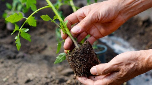 ��� ����� ������ �� ������: ������� ��������� ����������� �������