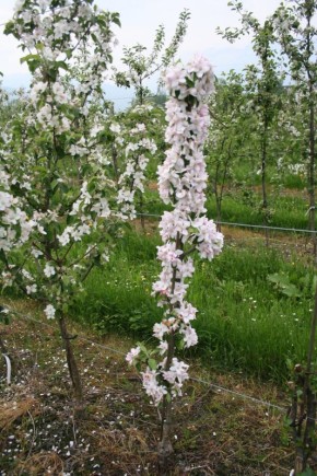 ������ ������������� ������ ���������� ����� ������� � �����������?