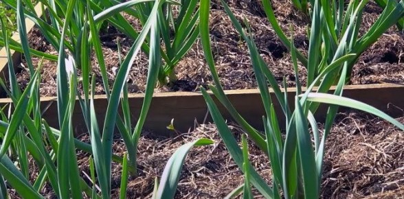 ��� ��������� ���������� ������ ��� �������� ������