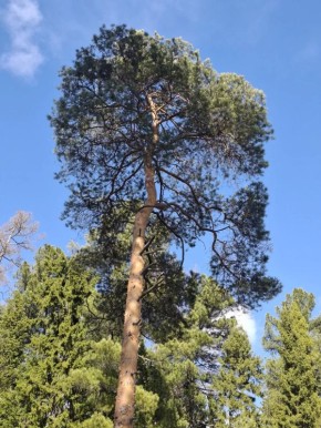 ���� � ������� +11��. ����� ���-�������� 3 �/�