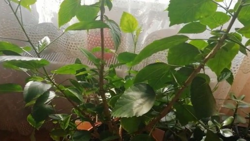 ��� ��������� ���� ������������ �� ����������� ����� � �������� ������