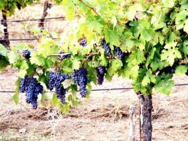 ������ ��������� �� ��������� ������: ������ ��� ��������