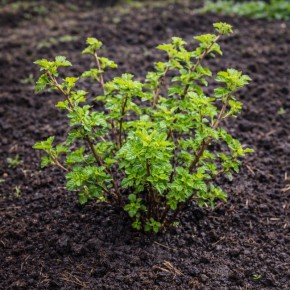 ��� ������ ���������� ��������� ��� ��������� ����� � �������� ������