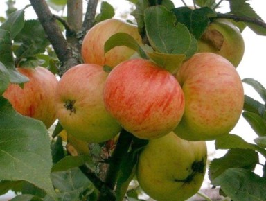 ������ �������� �����: ��� ��������� ����� ������ � ������� ��������������