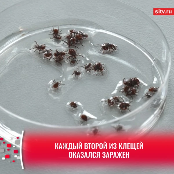Число пострадавших от укусов клещей в Югре выросло почти втрое