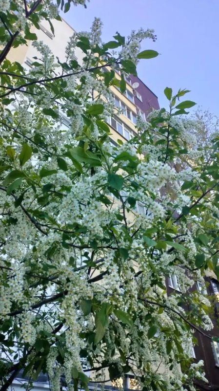 А еще в Сургуте расцвела черемуха, делятся наблюдательные горожане А еще в Сургуте расцвела черемуха, делятся наблюдательные горожане