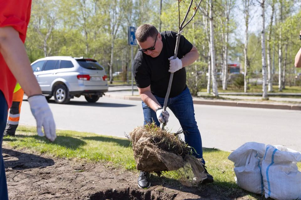 Пурпурное украшение Сургута: в городе высадили 15 яблонь сорта Роялти Пурпурное украшение Сургута: в городе высадили 15 яблонь сорта Роялти