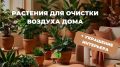 Как зеленые помощники способны очистить воздух в вашем доме