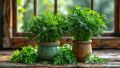 Как собрать первый урожай зелени: 5 культур для поздних посевов в ноябре