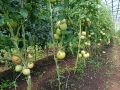 Листья томатов: нужно ли их обрывать, чтобы ботва не мешала урожаю?
