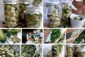 Кабачки в стиле груздей: уникальный рецепт для ваших закруток