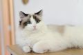 Кошки, которые успокаивают: 5 пород, способных уменьшить стресс