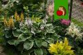 Цветы для тени: 5 замечательных растений, которые порадуют вас даже в полумраке