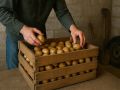 Как сохранить богатый урожай овощей до самой весны: полезные советы
