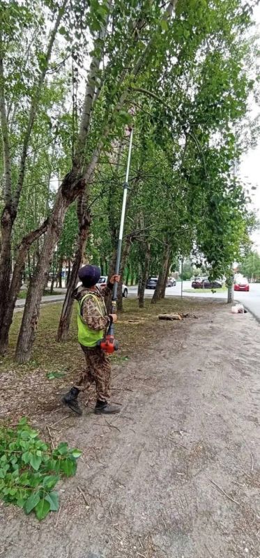 В Сургуте на нескольких улицах обрезают деревья В Сургуте на нескольких улицах обрезают деревья