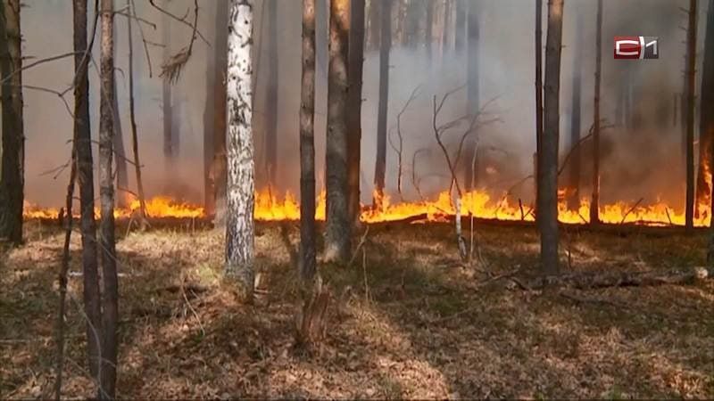 В Югре действуют 11 лесных пожаров в Нижневартовском, Сургутском и Ханты-Мансийском районах