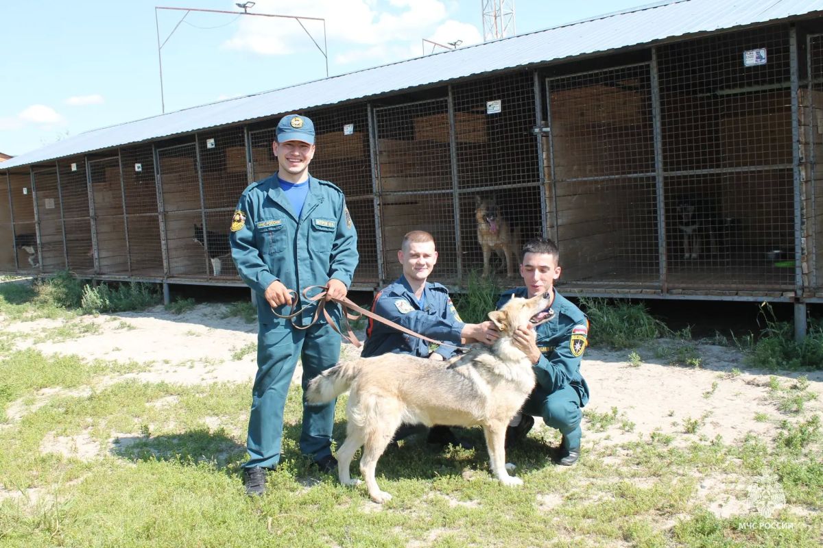 Сургутские пожарные навели порядок у бездомных животных Сургутские пожарные навели порядок у бездомных животных