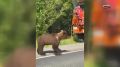 В Югре медведь показал язык рабочим из Сургута и полез на КамАЗ