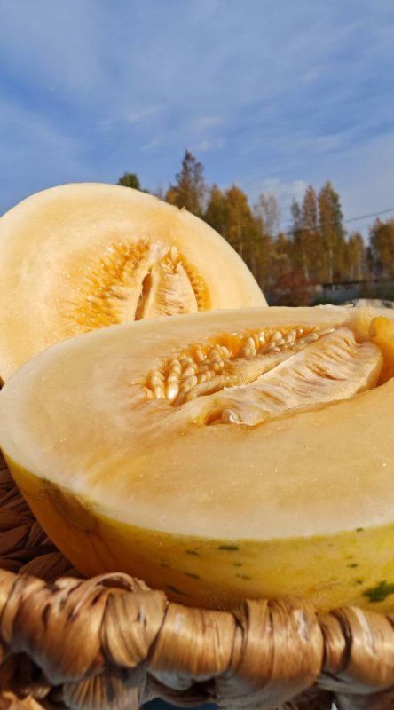 Северная экзотика. Жительница Лангепаса Елена Кондрашина несколько лет балует семью собственными арбузами и дынями, которые выросли на даче Северная экзотика. Жительница Лангепаса Елена Кондрашина несколько лет балует семью собственными арбузами и дынями, которые выросли на даче