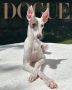 Vogue ������� ����� �������� ������ �� ���� ���