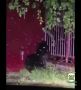Автоинспекторы проводили двух медвежат в лес с помощью громкоговорителей
