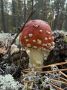 Сургутяне нашли в лесу идеальную поляну мухоморов