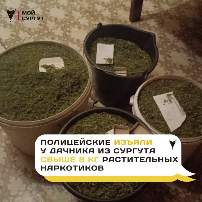 В Сургуте силовики арестовали дачника, который выращивал коноплю